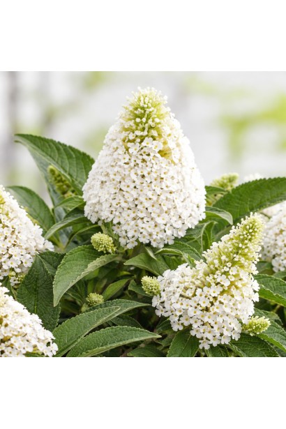 Буддлея Давида Літл Вайт